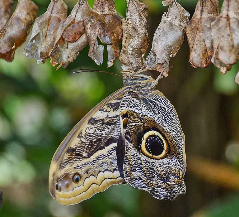 Dubai Butterfly Garden — photo 1