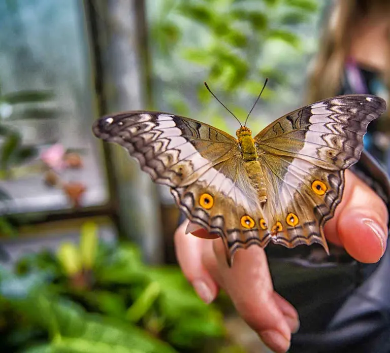 Dubai Butterfly Garden — photo 2