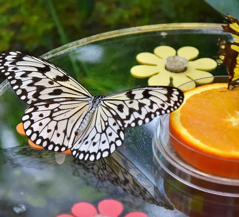 Dubai Butterfly Garden — photo 3