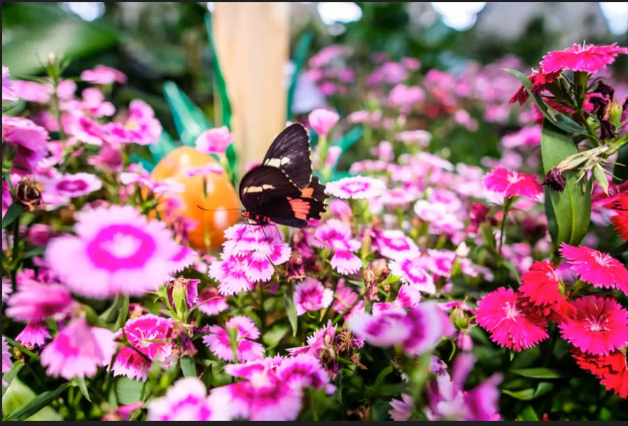 Dubai Butterfly Garden — photo 5