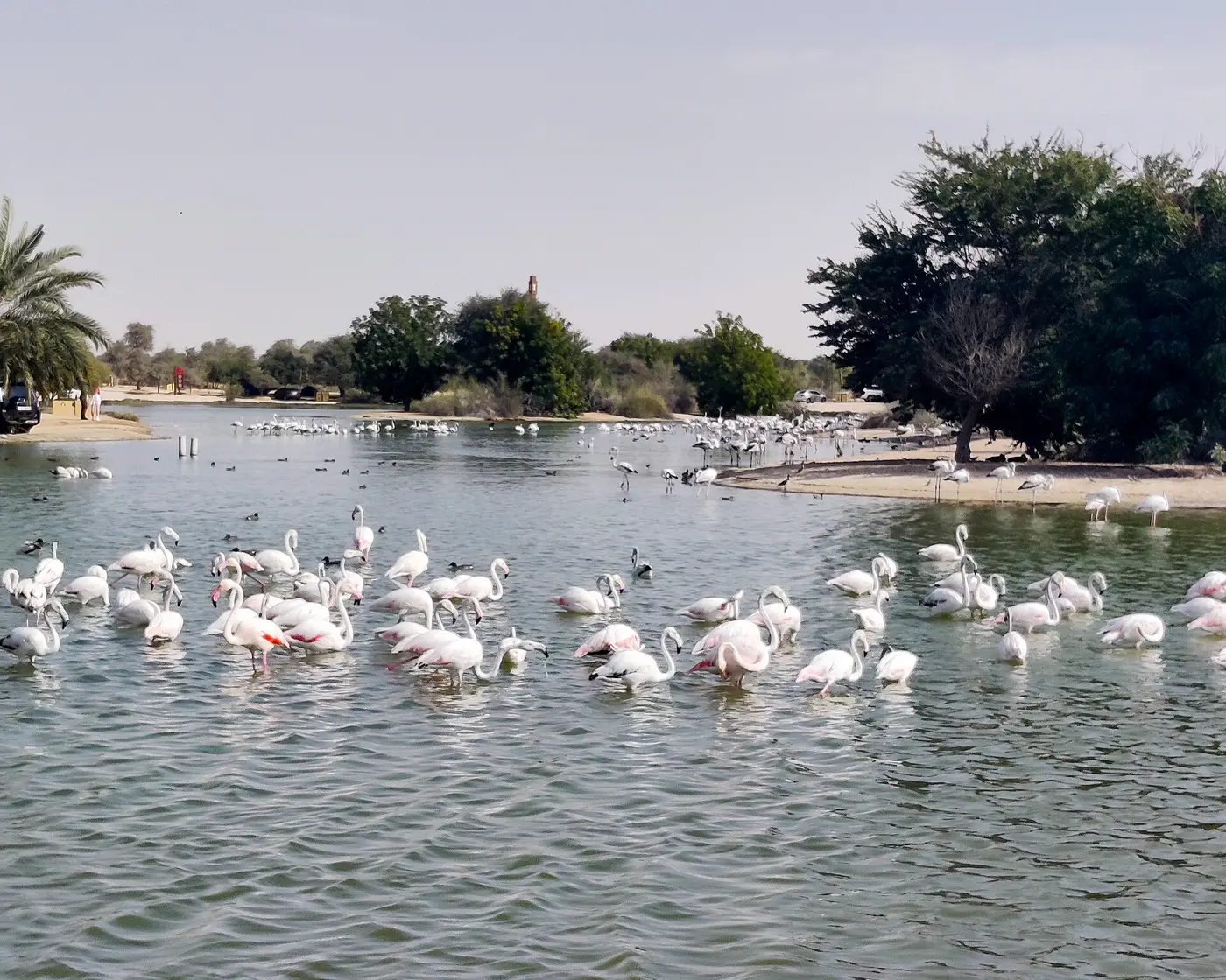 להקת פלמינגו עומדת במים רדודים באגם אל קודרה בדובאי