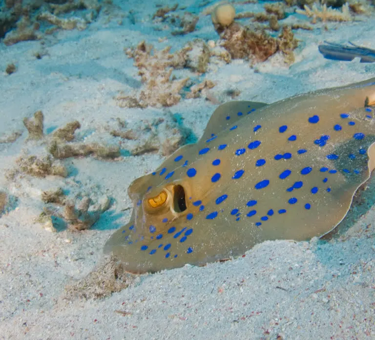 Diving in Fujairah — photo 5