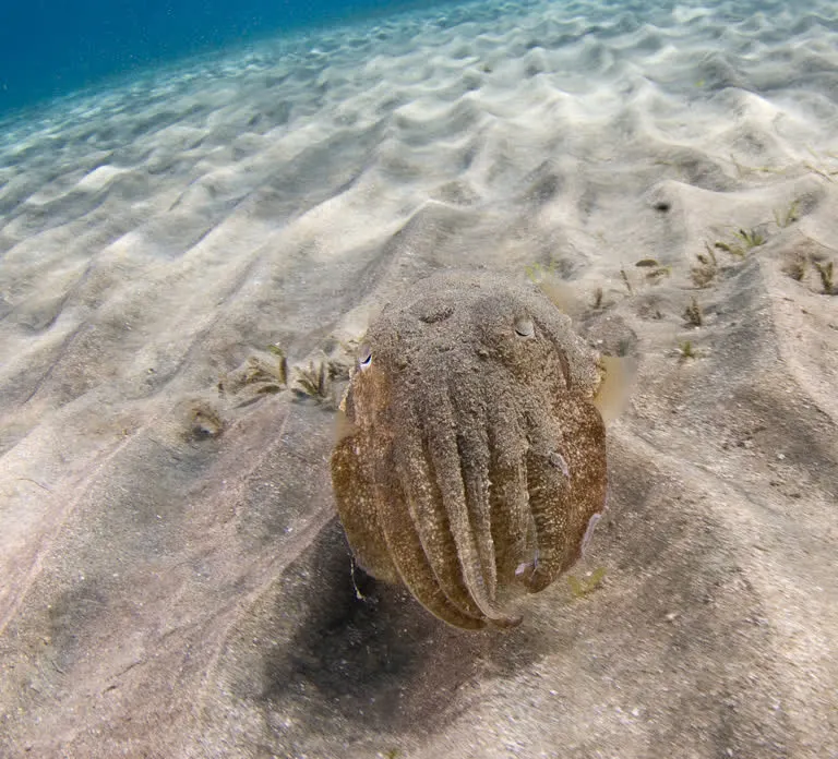 Diving in Fujairah — photo 6