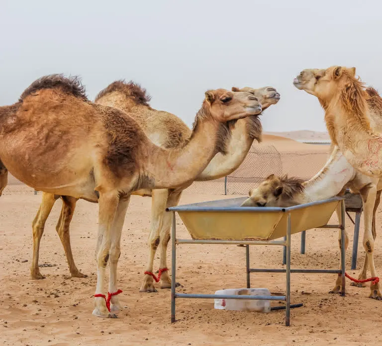 Horse and Camel Riding in Dubai — photo 3
