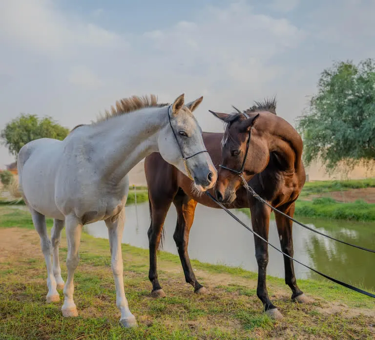 Horse and Camel Riding in Dubai — photo 4
