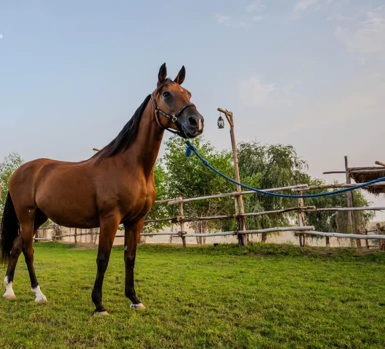 Horse and Camel Riding in Dubai — photo 5