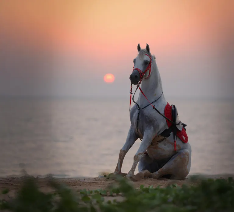 Horse Riding in Abu Dhabi — photo 2